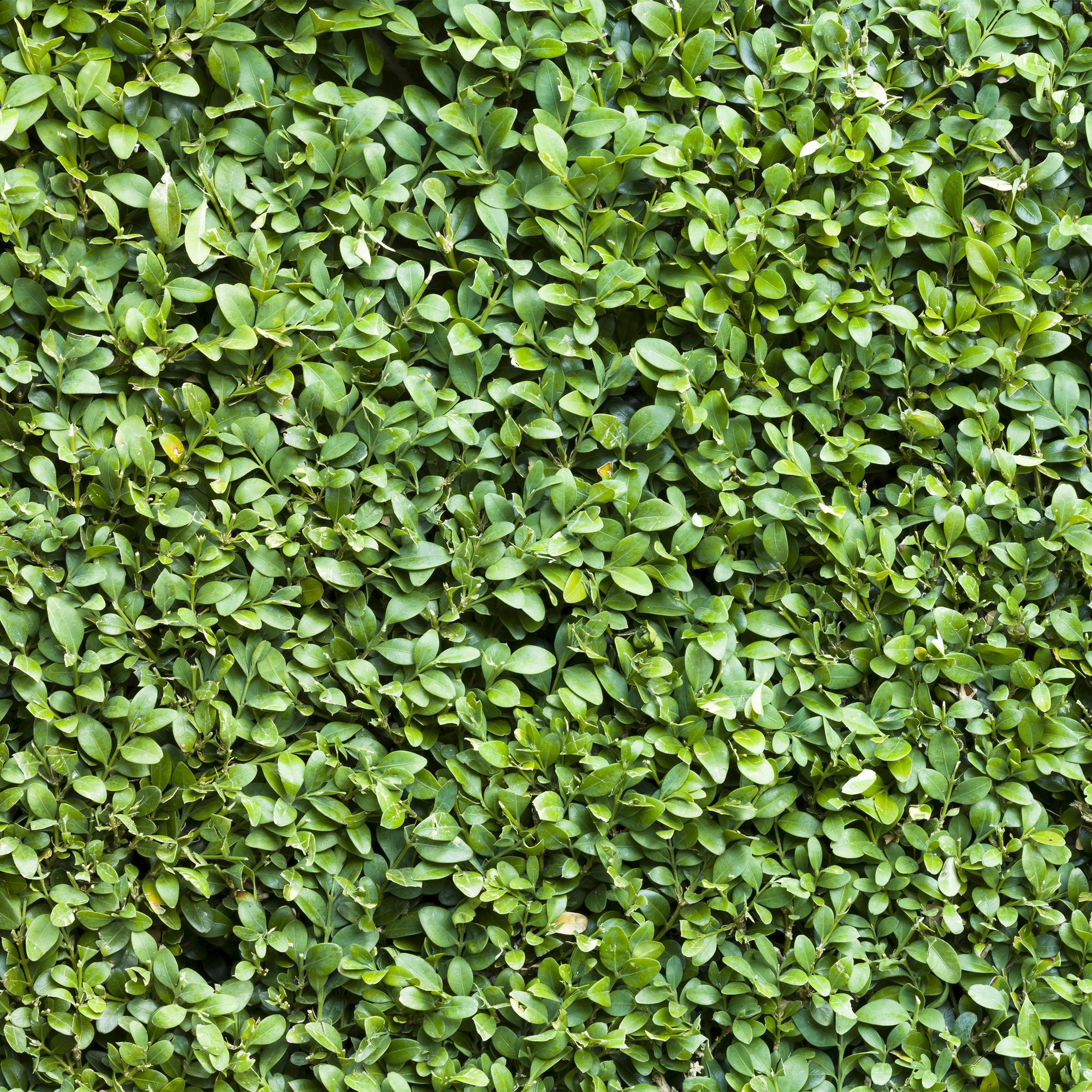 Green boutiQ - Piante da siepe - Buxus sempervirens - foglia verde - 6 piante - 1 metro lineare - sempreverde - vaso 17cm altezza 45cm