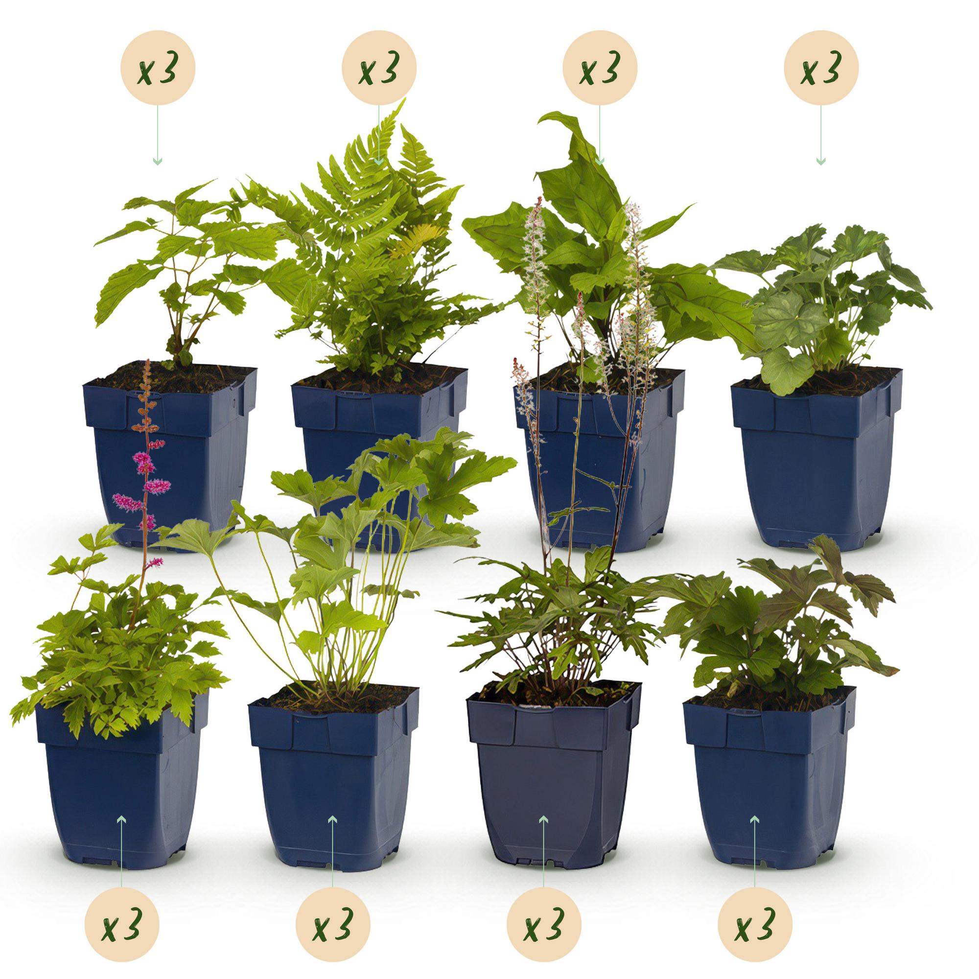 Green boutiQ – Beet-Set – Schatten – 24 Stauden – 3 m² – Verschiedene Farben – Pflegeleicht – 11-cm-Topf
