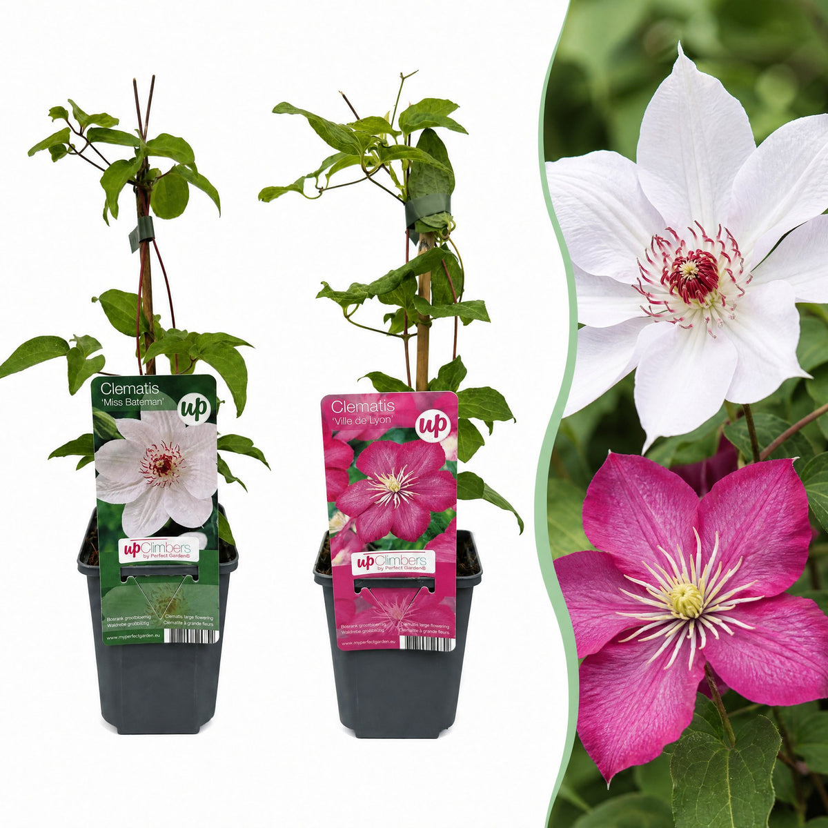 Clematis Duo Pink & White - Bosrank 12x - Wit - Roze - Klimplant - Ø9cm - ↕35cm
