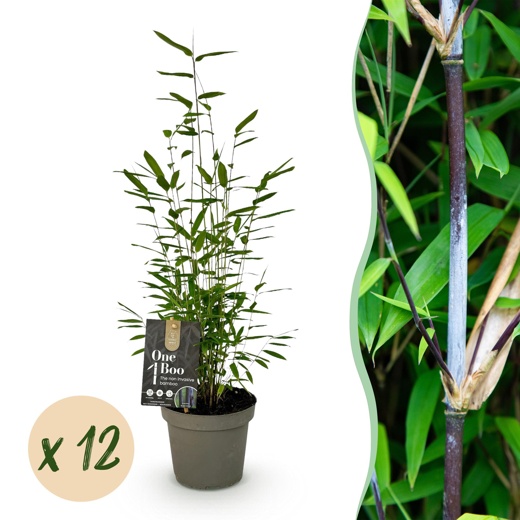 Bamboe - Fargesia Black Dragon - Bladhoudend - Niet Woekerend - Groen - 12 Planten - Pot 14cm - Hoogte 35cm