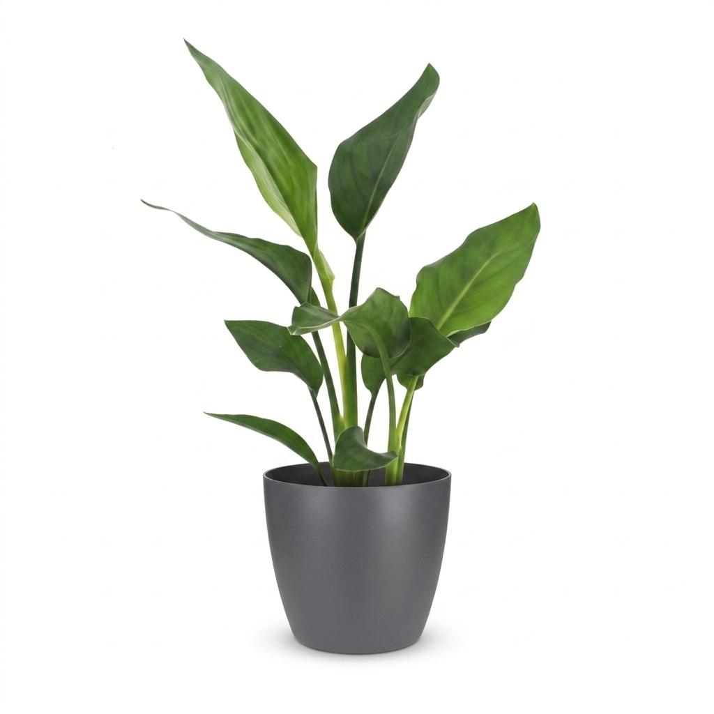 Strelitzia Reginea - Paradijsvogelbloem - met Potter Grijs - Pot 12cm - Hoogte - 35cm