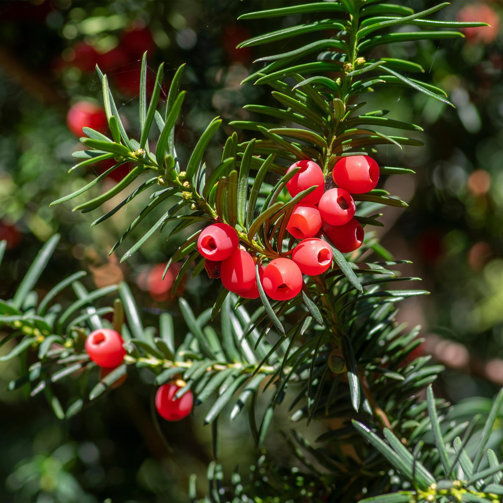 Green boutiQ – Heckenpflanzen – Eibe (Taxus baccata) – grüne Blätter – 6 Pflanzen – 1 laufender Meter – immergrün – Topf 17 cm, Höhe 60 cm