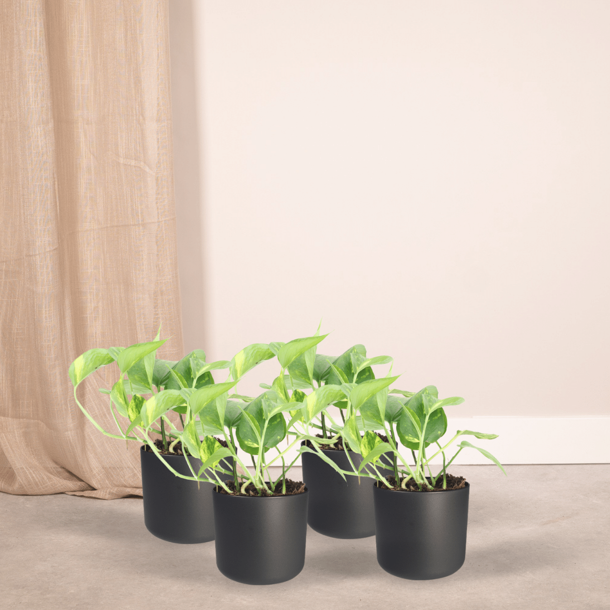 Epipremnum Aureum (Scindapsus) - 4 pezzi - Ø12cm - ↕20cm