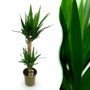 Yucca elephantipes - Weinig onderhoud - Groen - 1 - Pot 19cm - Hoogte 120cm