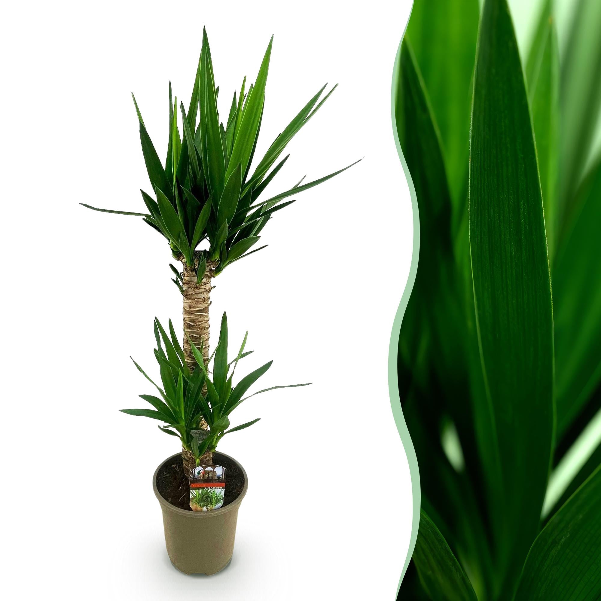 Yucca elephantipes - Weinig onderhoud - Groen - 1 - Pot 19cm - Hoogte 120cm