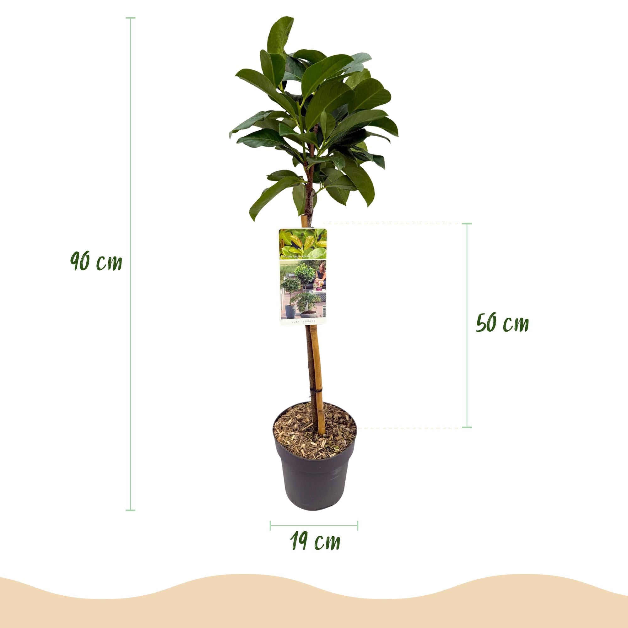 Prunus lauroverasus Etna® - Terras Plant - Bladhoudend - Winterhard - Groen Blad - Pot 19cm Hoogte 90cm