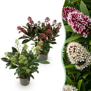 Skimmia japonica Duo - Bloem Wit & Rood - 10+ Bloemen - 2 Planten - Winterhard - Pot 10,5cm Hoogte 25cm