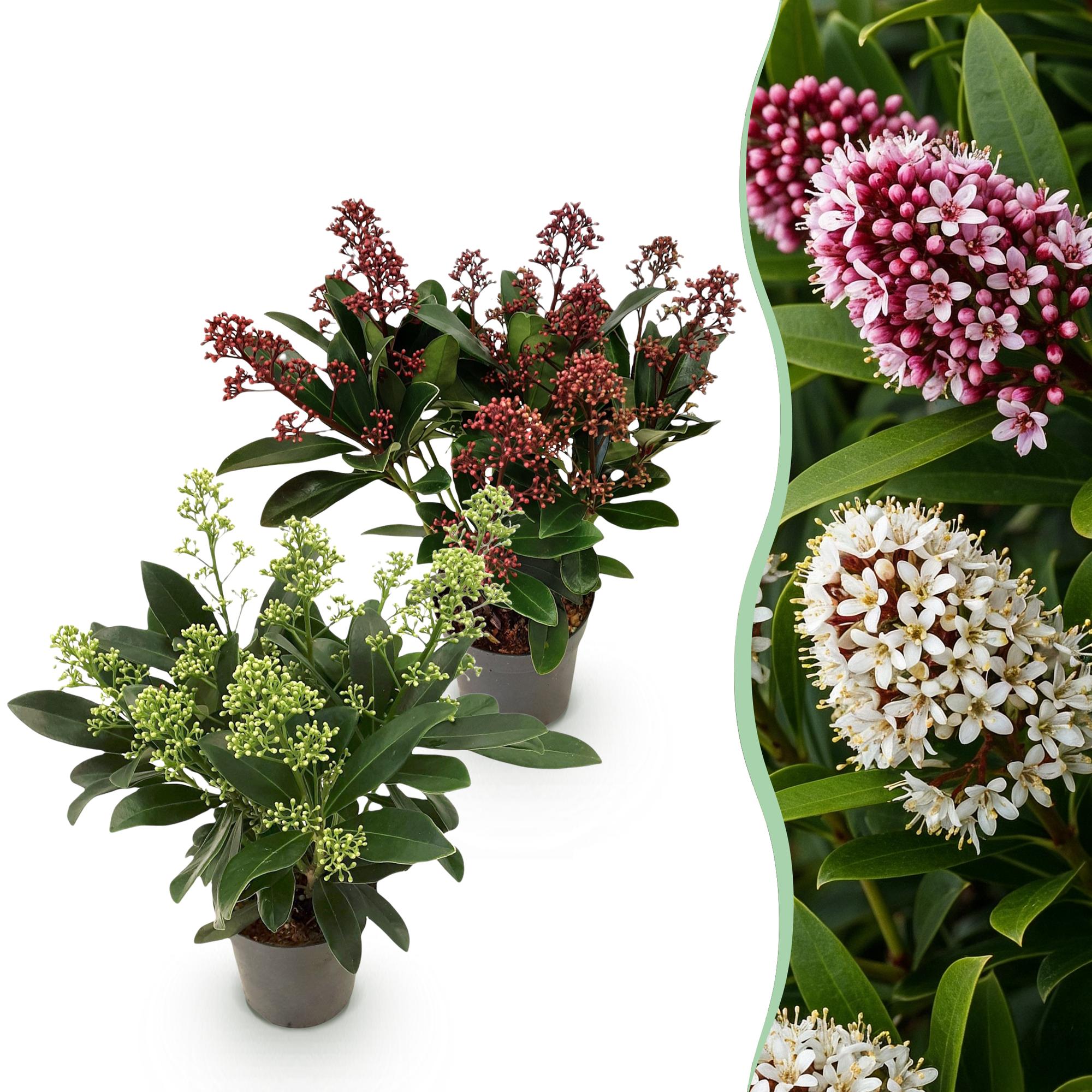 Skimmia japonica Duo - Bloem Wit & Rood - 10+ Bloemen - 2 Planten - Winterhard - Pot 10,5cm Hoogte 25cm