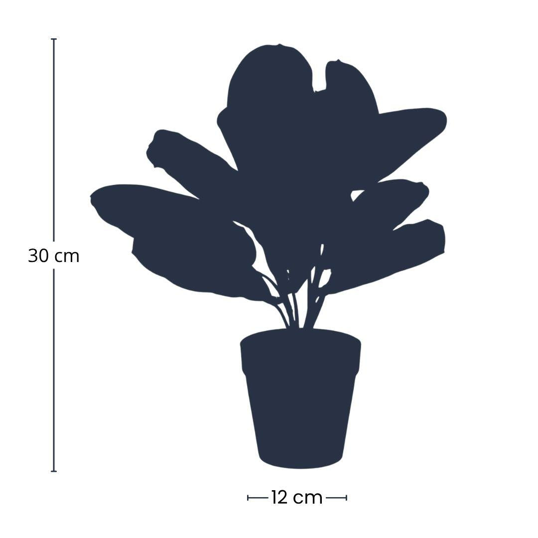 Maranta verde - 30cm - In vaso nero - Pianta artificiale