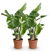 Monstera Deliciosa - Gatenplant - Pot 17cm - Hoogte 50-55cm 2x