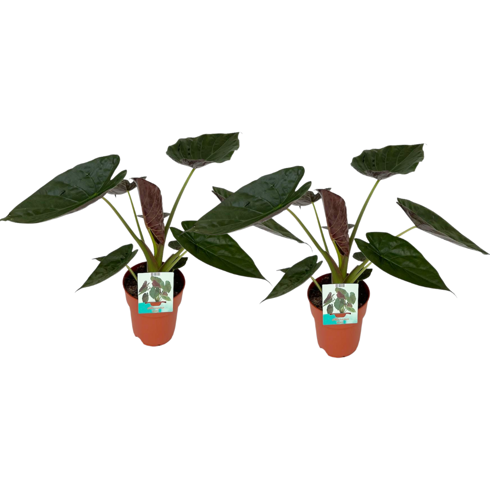 Alocasia Wentii – 2 Stück – Ø 19 cm – ↕ 85 cm