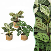 Baby Plants Surprise Box 3x - Verrassingsbox kleine planten - Diversen - Tropisch - incl. Linnea Honey - Ø6cm - ↕5-15cm