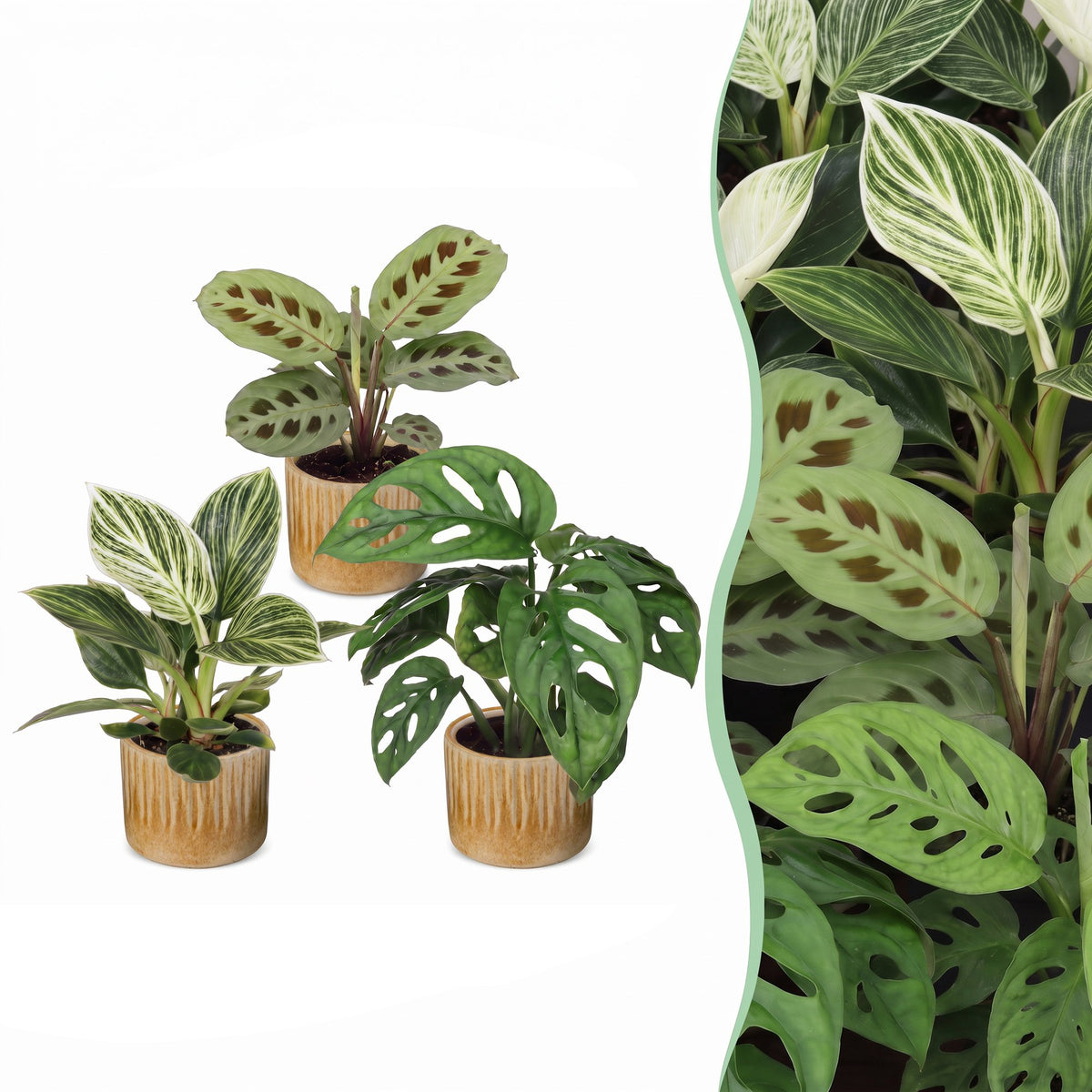 Baby Plants Surprise Box 3x - Verrassingsbox kleine planten - Diversen - Tropisch - incl. Linnea Honey - Ø6cm - ↕5-15cm
