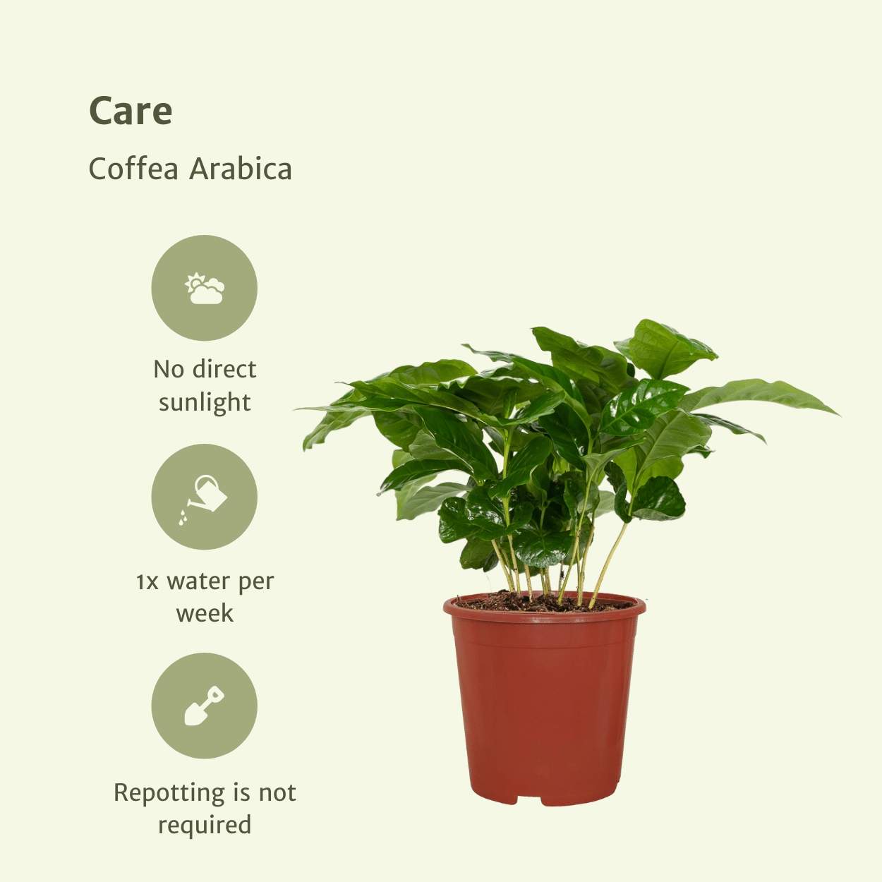 Coffea Arabica (Pianta del caffè) - 2 pezzi - Ø12cm - ↕25cm
