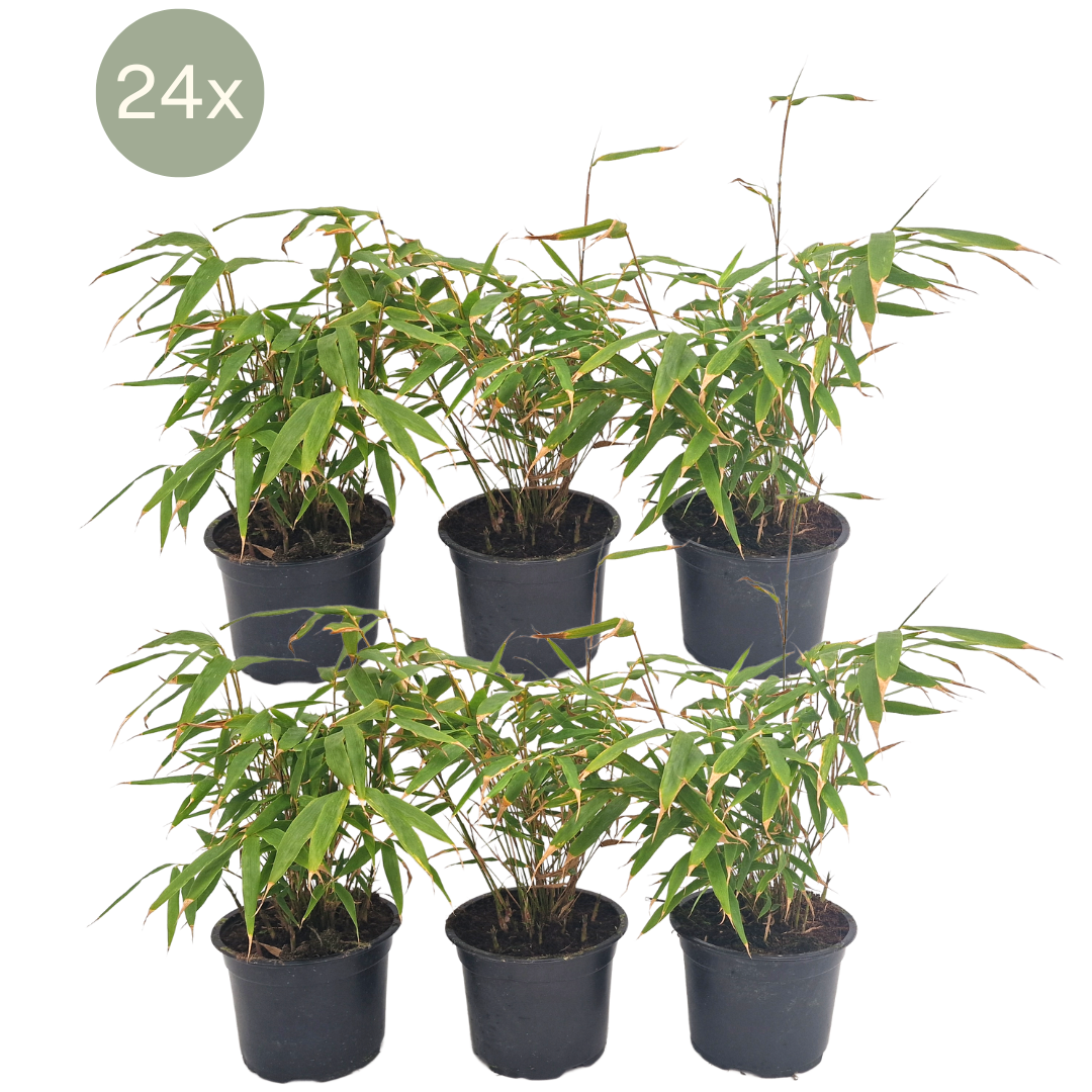 Fargesia Rufa - 24x Ø13 cm - ↕25 cm