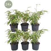 Fargesia Rufa - 24x Ø13 cm - ↕25 cm