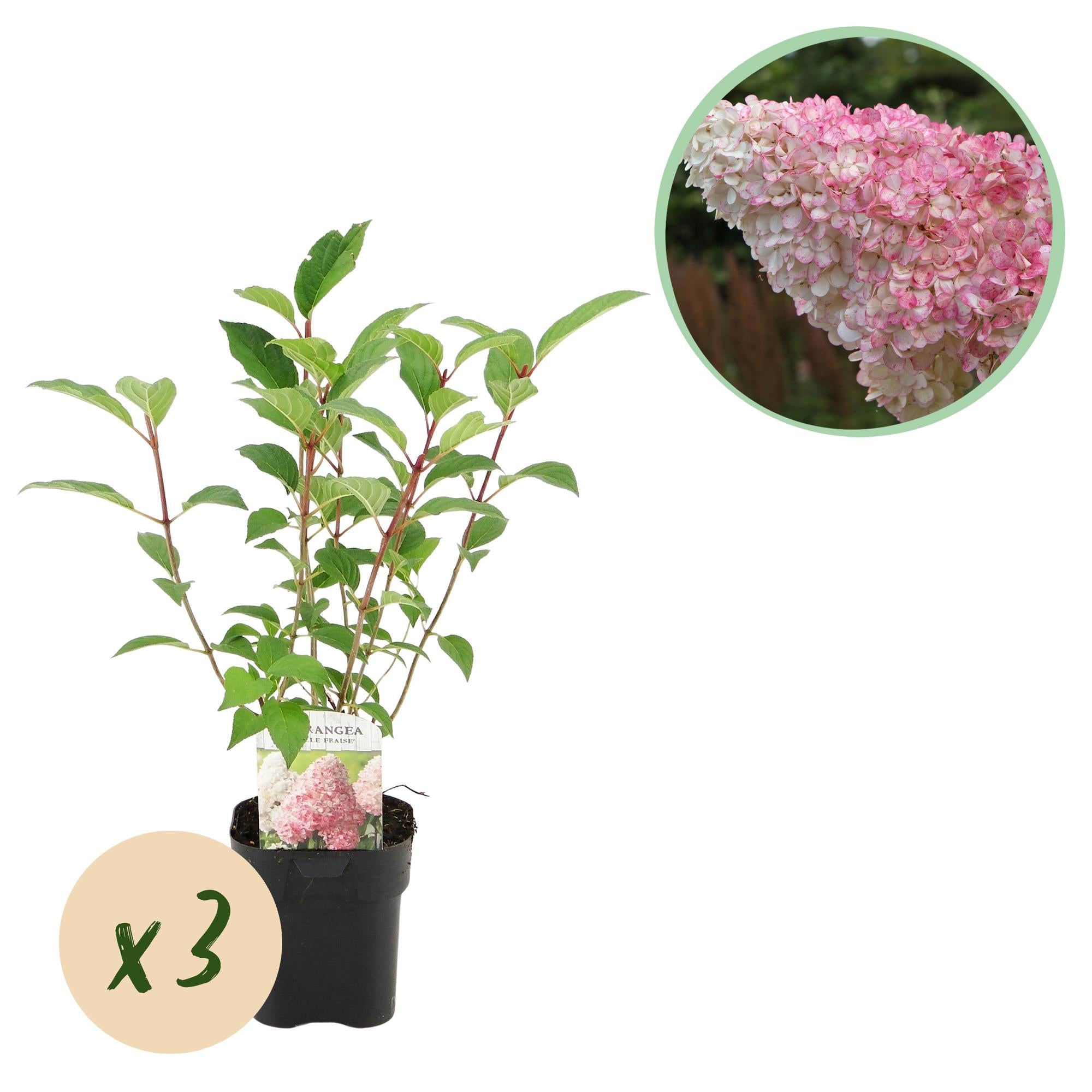 Green boutiQ – Federhortensie (Hydrangea panniculata Vanille Fraise) – Blütenfarbe: Weiß-Rosa – 3 Pflanzen pro m² – Laubabwerfend – Große Blüten – Topf: 17 cm, Höhe: 50 cm