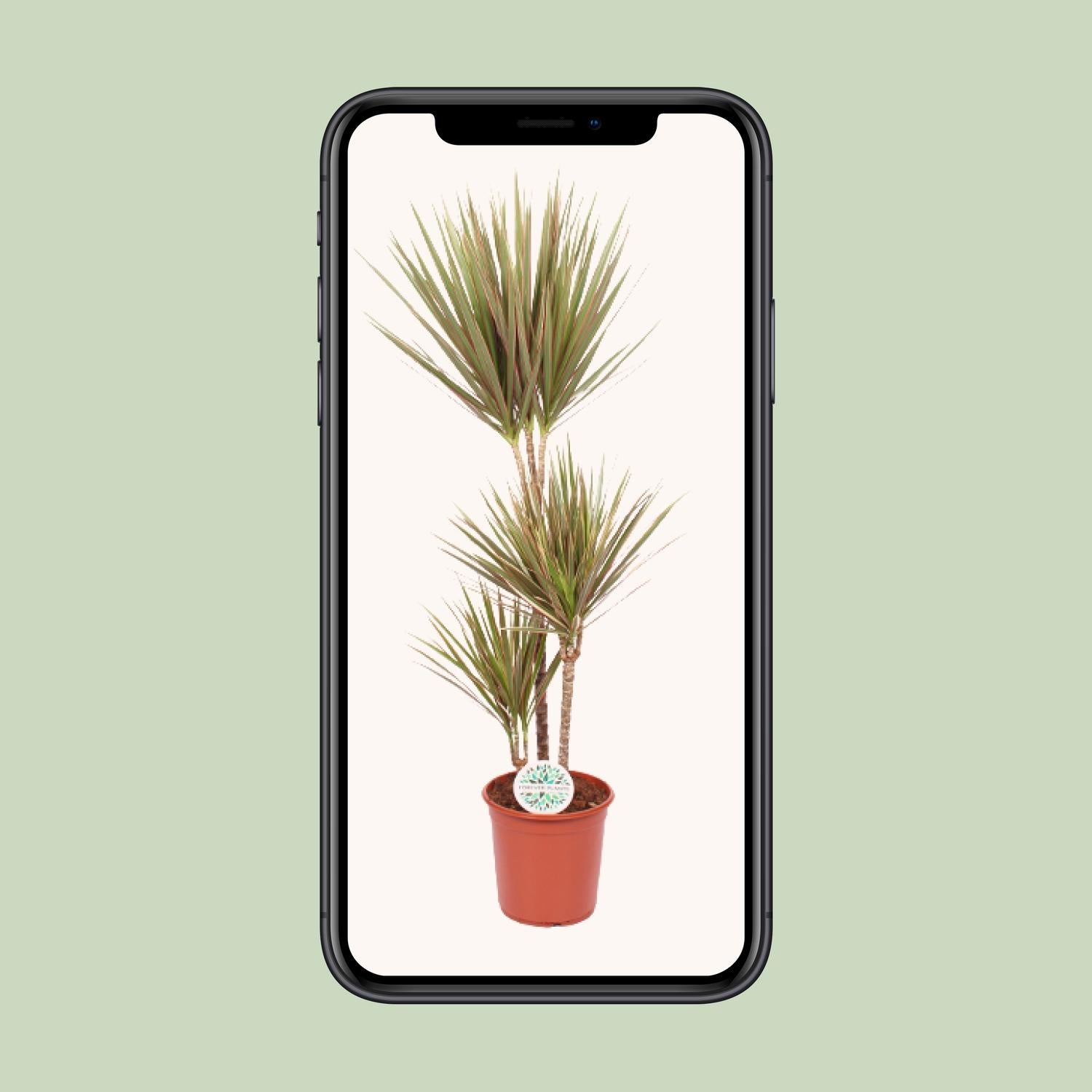 Zweifarbige Dracaena - Ø 24 cm - ↕ 115 cm