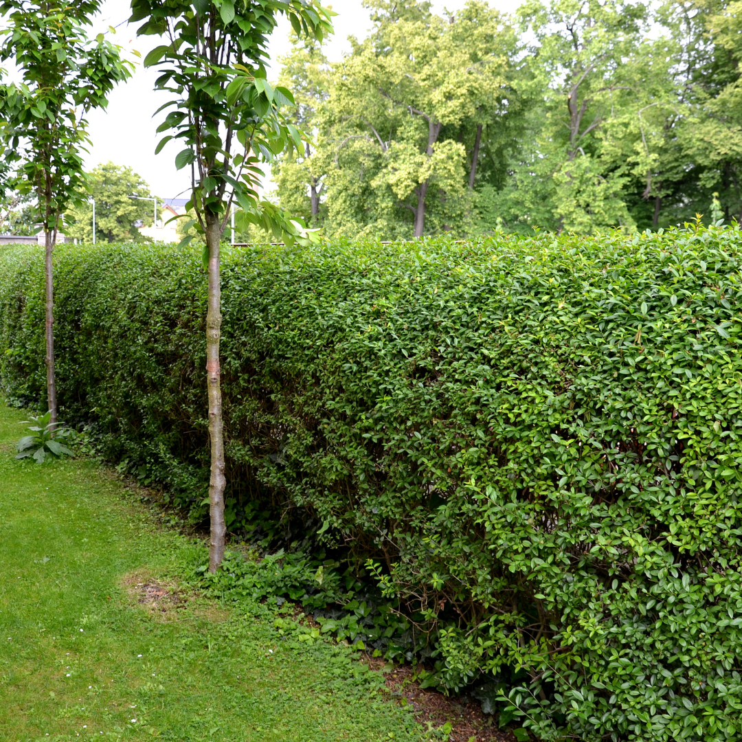 Ligustrum Ovalifolium ↕ 60-80 - Ø 19cm - 50x | Mini Pallet