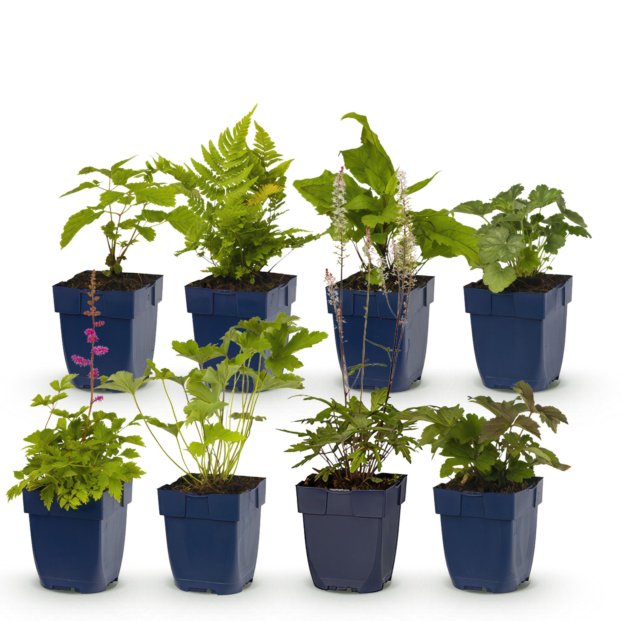 Green boutiQ – Beet-Set – Schatten – 8 Stauden – 1 m² – Verschiedene Farben – Pflegeleicht – 11-cm-Topf