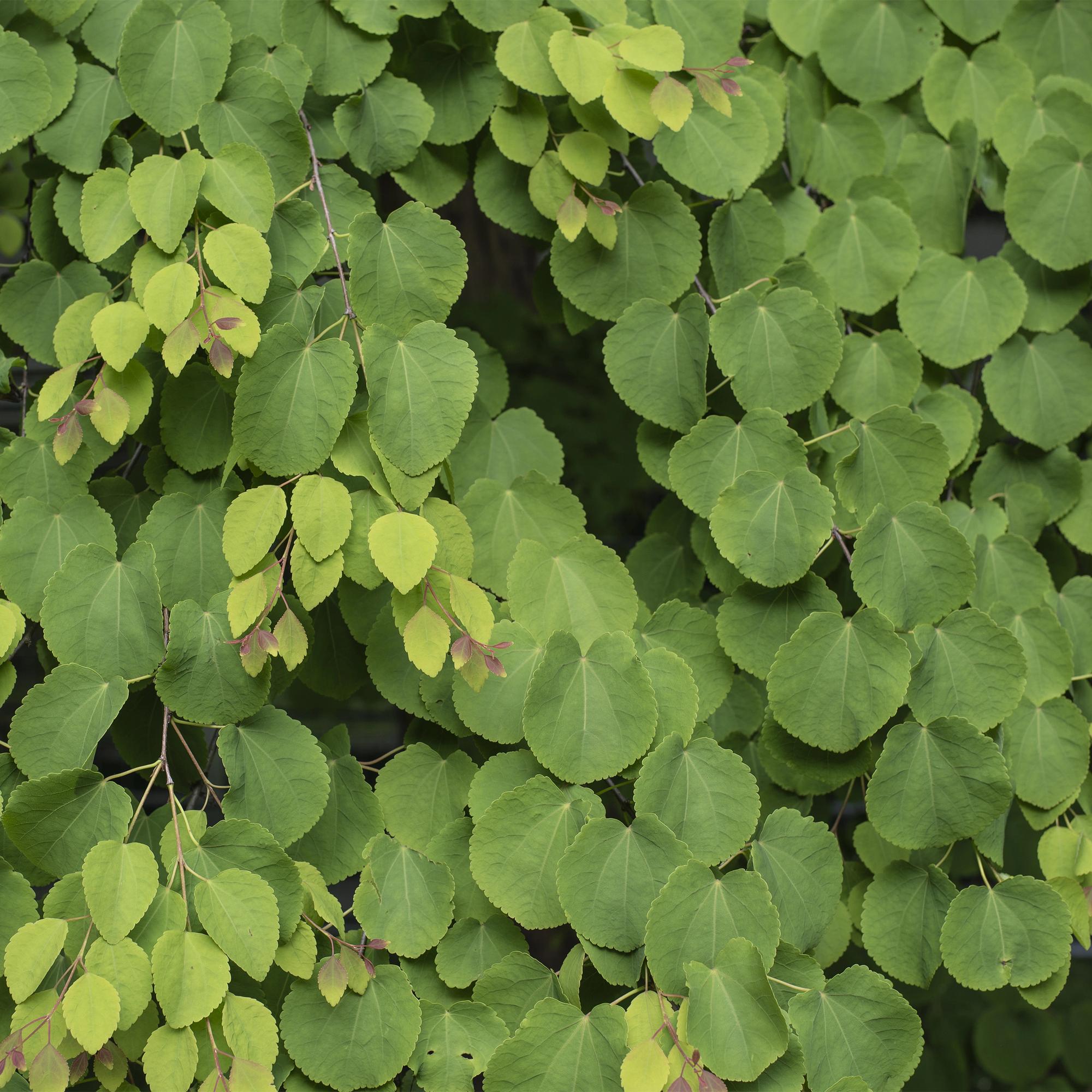 Cercidiphyllum japonicum - Groen 3 Planten - Bladverliezend - Weinig Onderhoud - Pot 12cm Hoogte 35cm