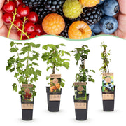 Ribes - Rubes-Vaccinium Mix - Rainbow - Winterhard - Rode Bes - Zwarte Braam - Gele Framboos - Blauwe Bes - 4 Planten - Pot 15cm - Hoogte 50cm