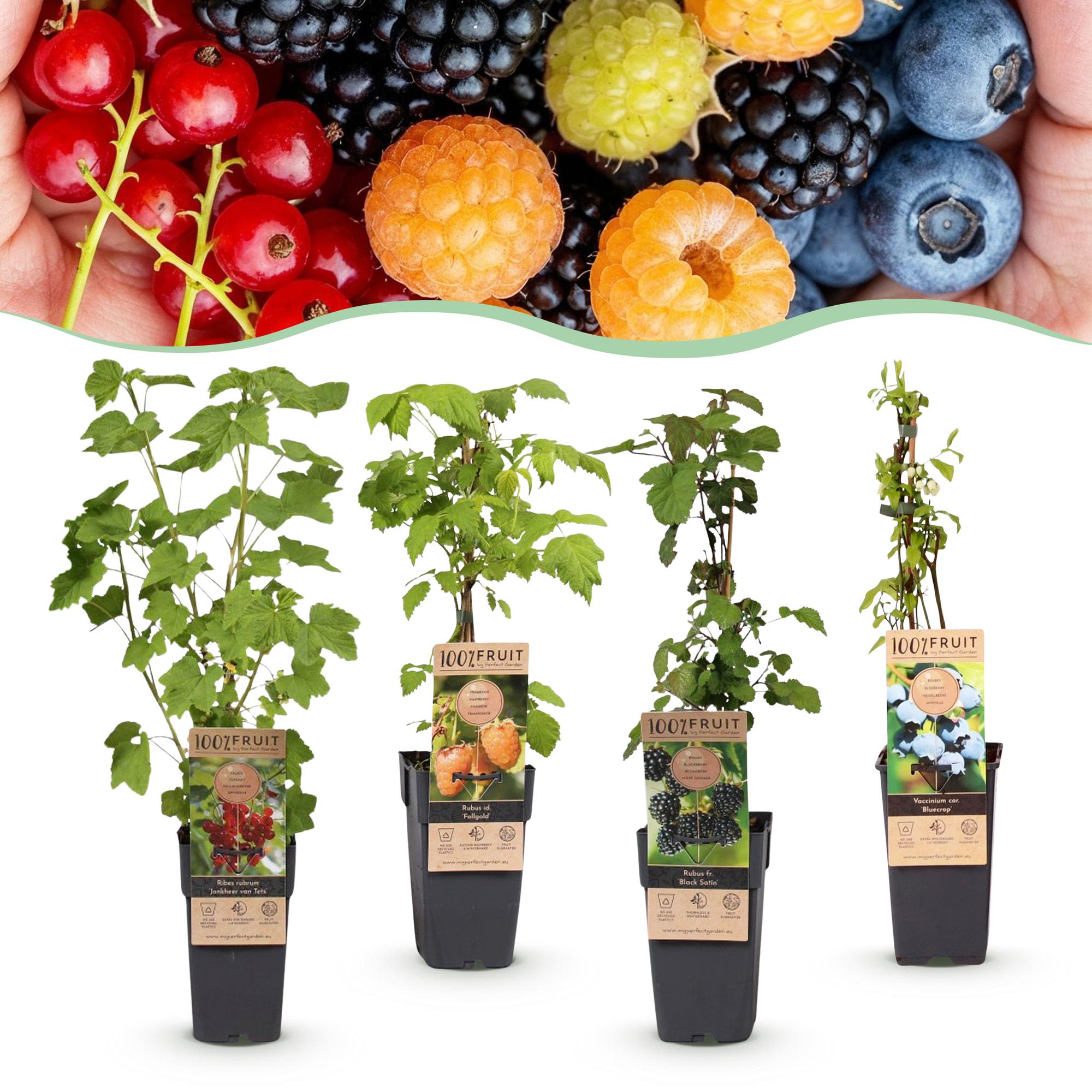 Ribes - Rubes-Vaccinium Mix - Rainbow - Winterhard - Rode Bes - Zwarte Braam - Gele Framboos - Blauwe Bes - 4 Planten - Pot 15cm - Hoogte 50cm