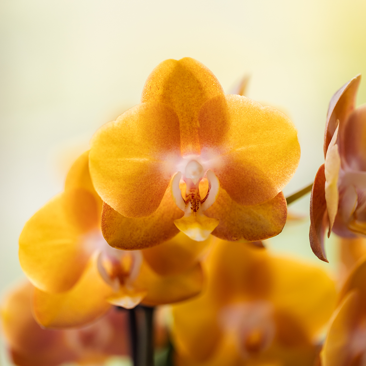Kolibri Orchids | Bouquet Orange Mono Jewel Las Vegas dans un plat Oyster