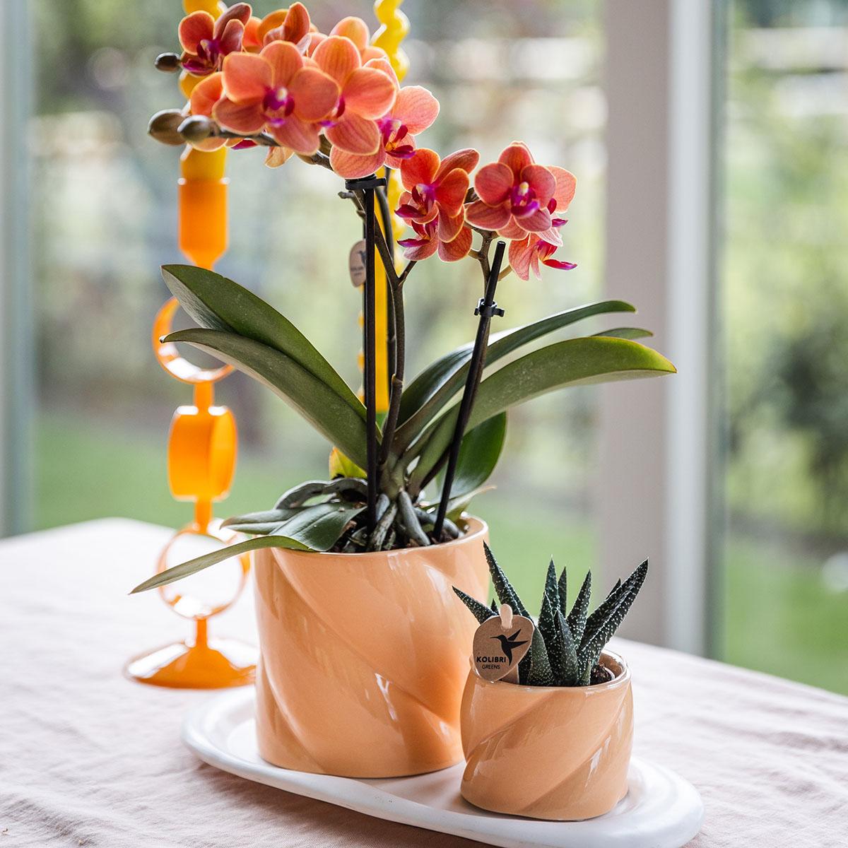 Kolibri Orchids | Gift set Optimism small peach | Green plant with orange Phalaenopsis orchid in candy decorative pots on white organic tray