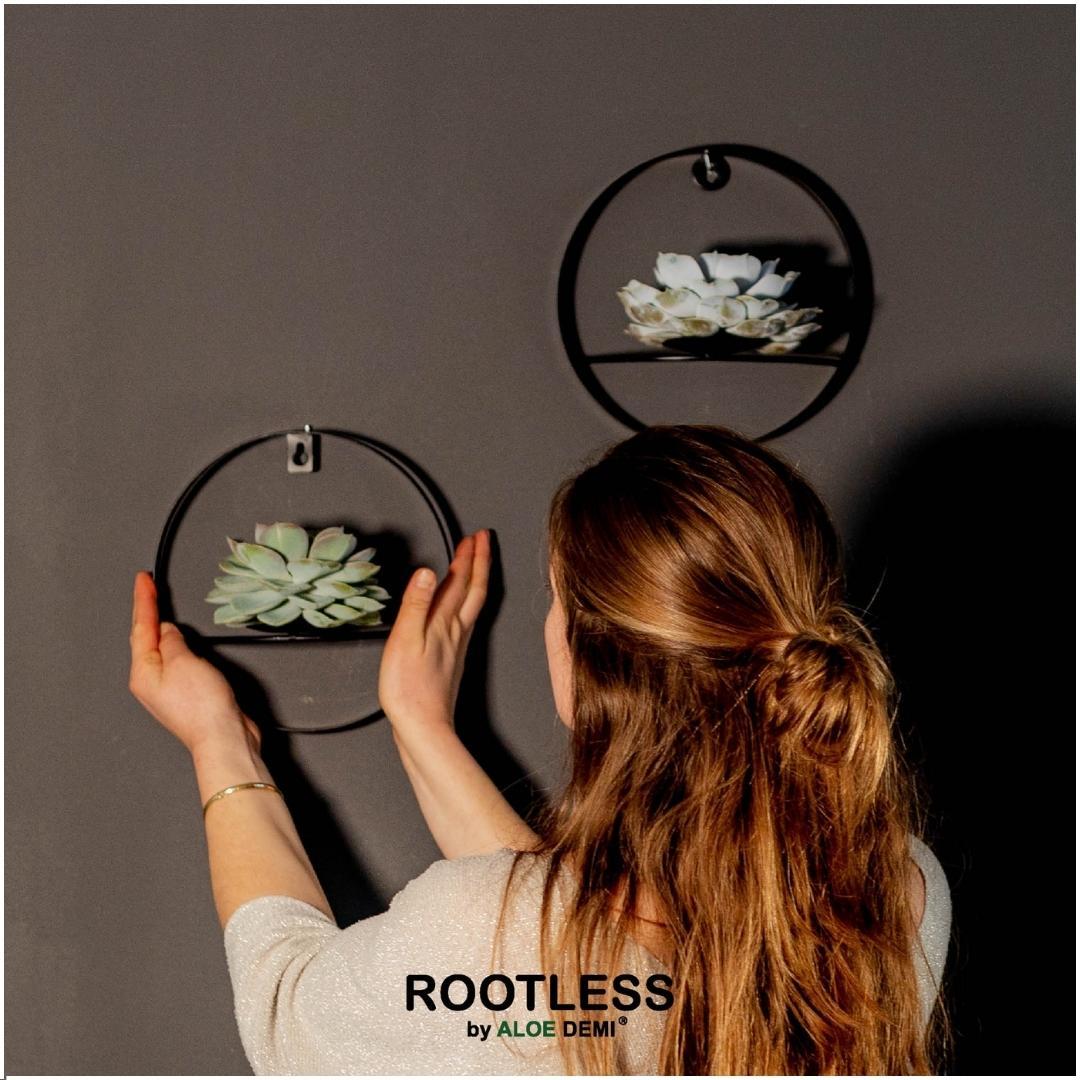 ROOTLESS Succulent Echeveria Pulidonis on Wall Decoration Stand Black Ø20 cm - ↕20 cm