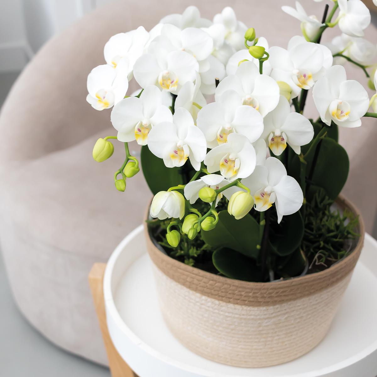 Kolibri Orchids | Juego completo de orquídeas en cesta de algodón | Tres orquídeas blancas Gante de 12 cm | Ramo Mono blanco con depósito de agua incluido.