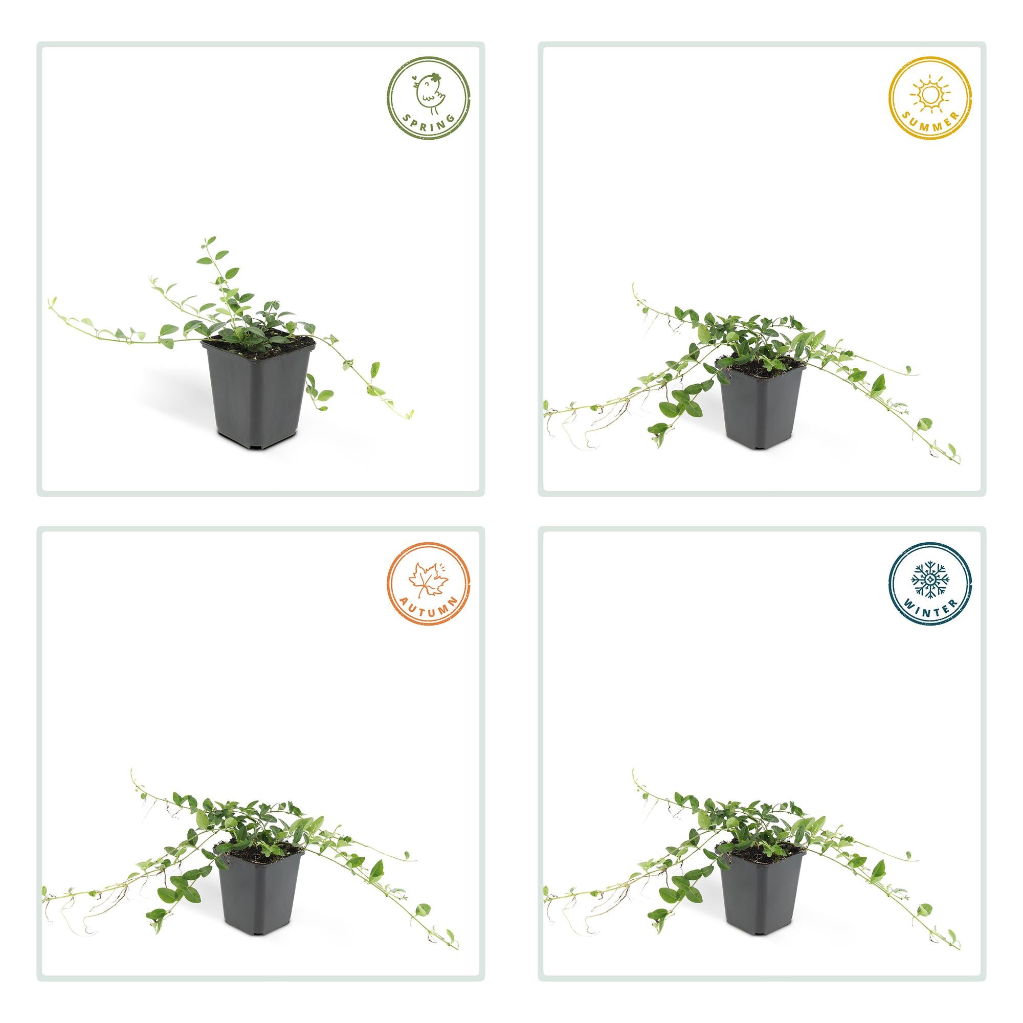 60x Vinca minor 'Alba' - ↕10-25cm - Ø9cm