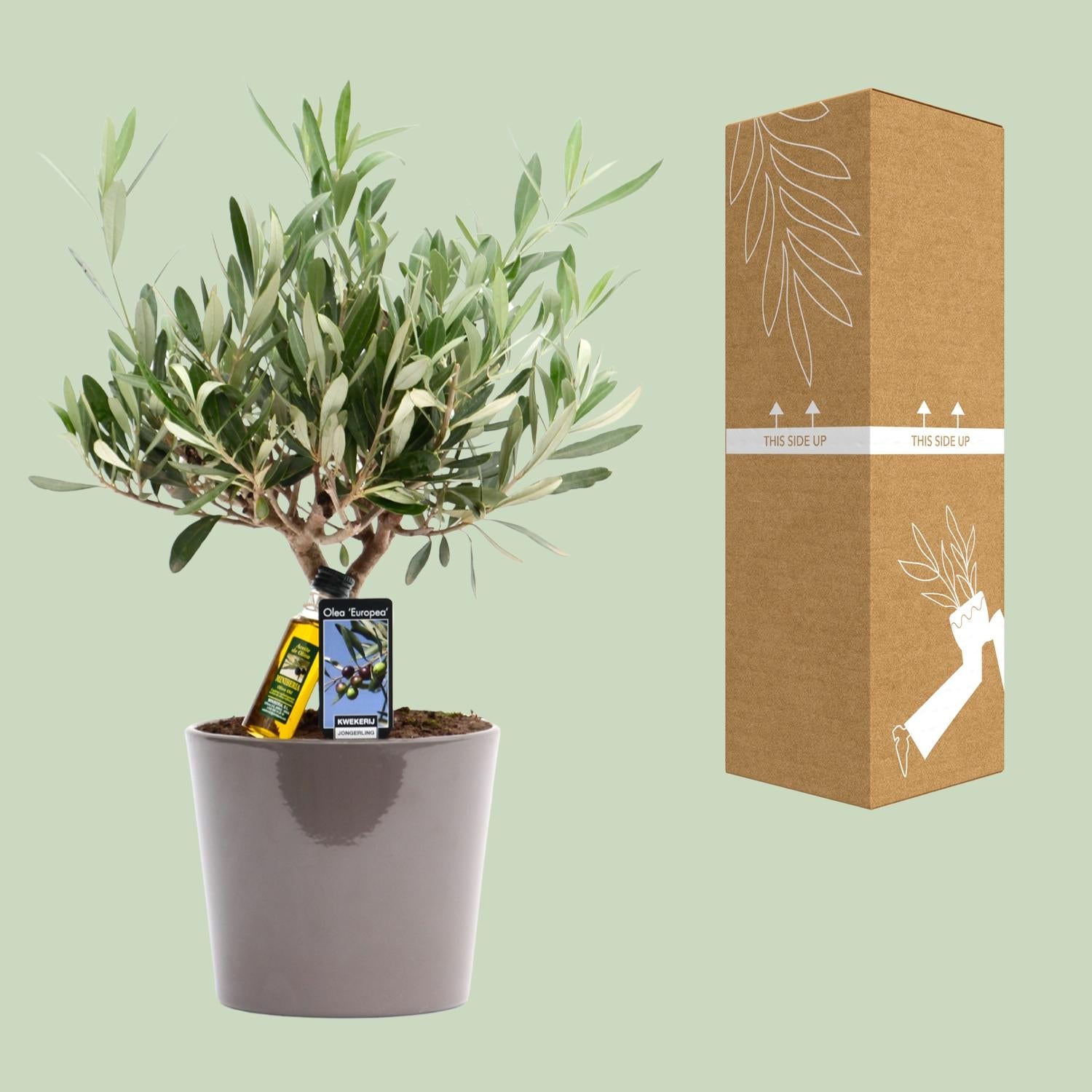 Olea Olive - Ø16cm - ↕35cm