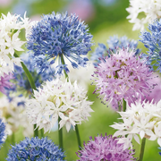 60x Allium Buzzing Beauties - Flower Bulbs - Ornamental Onion Buzzing Beauties - Miscellaneous - Summer Bloomer - Bulb Size 6/7