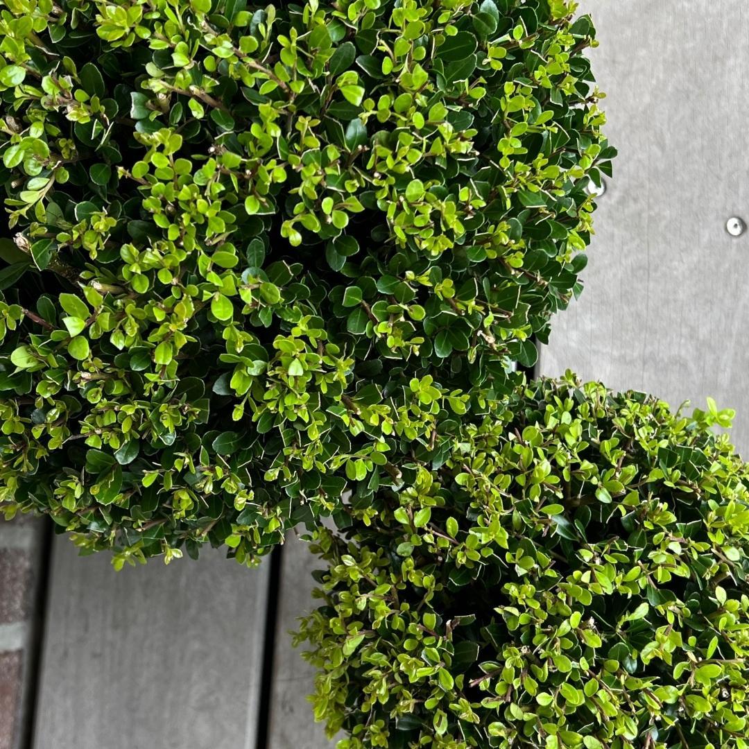 1x Ilex crenata 'Jenny' Kugel 20 cm Ø & 1x Kugel 25 cm Ø | 2er-Set