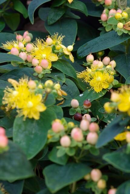 60x Hypericum inodorum 'Annebel' - ↕10-25cm - Ø9cm
