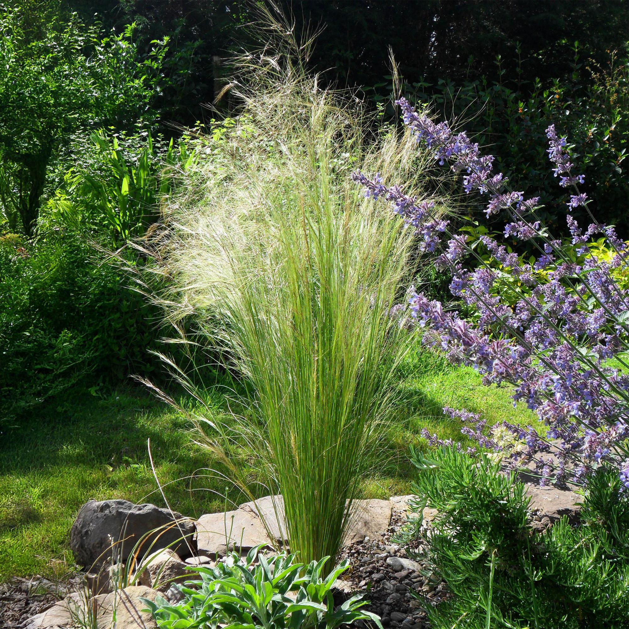 Stipa tenuifolia Pony Tails - Groen - 2 Planten - Bladhoudend - Weinig Onderhoud - Pot 17cm Hoogte 50cm