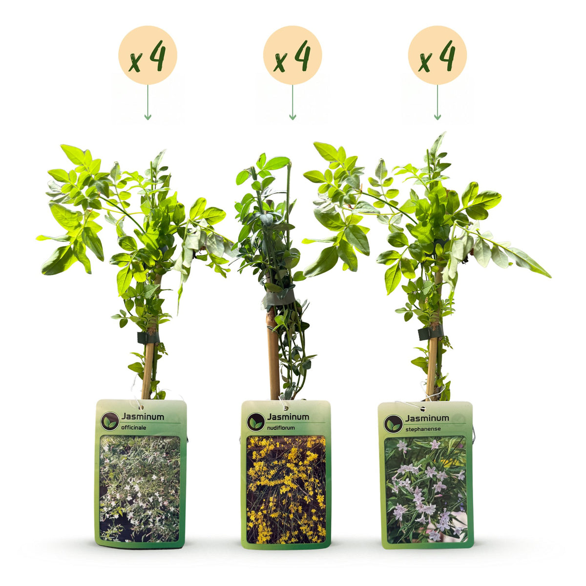 Jasminum Tricolour - Driekleurige jasmijn 12x - Geel - Wit - Roze - Klimplant - Ø9cm - ↕35cm