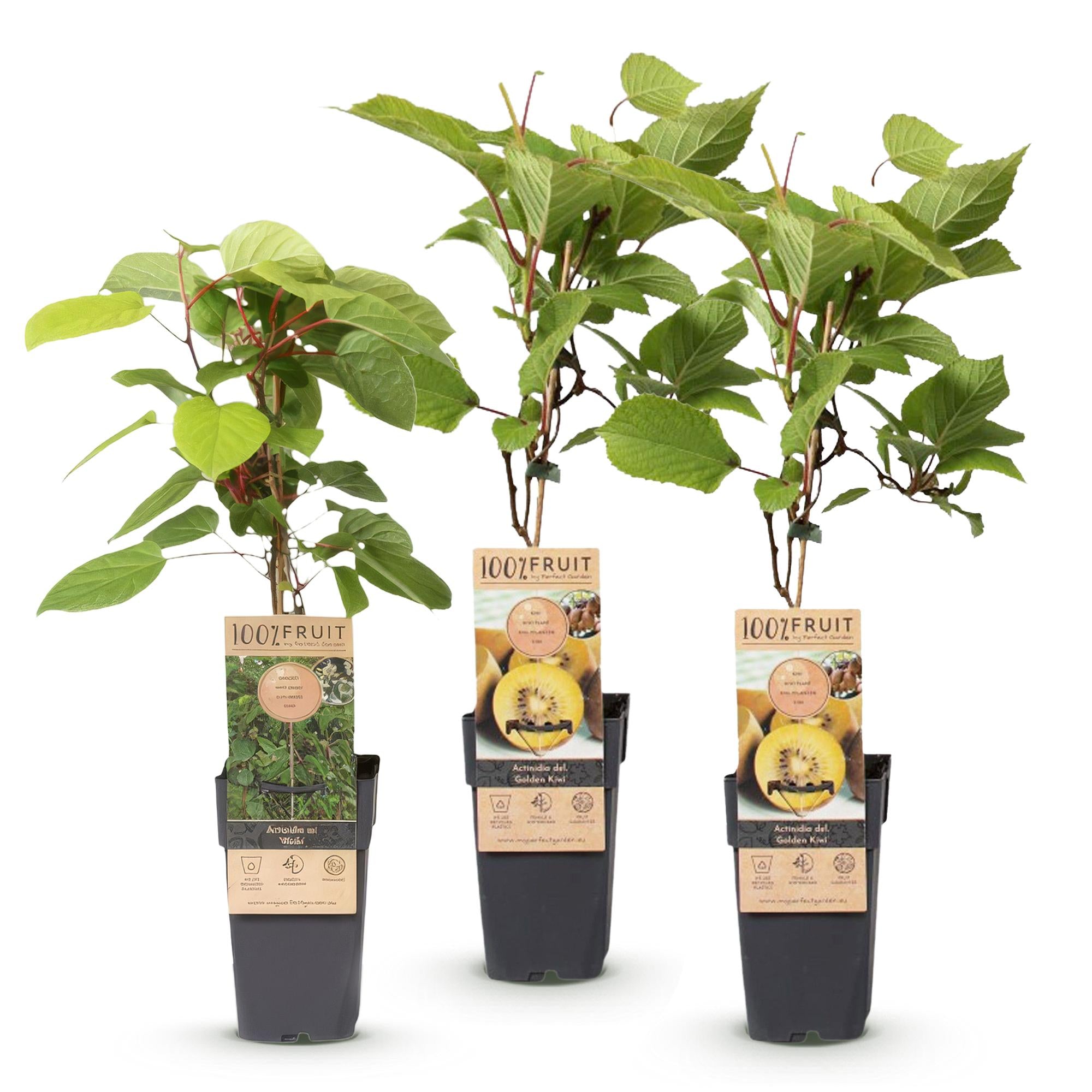 Actinidia Weiki & Golden Kiwi - Kiwiplant - 1 Mannelijke - 2 Vrouwelijke - Planten - Geel - Pot 15cm - Hoogte 50cm