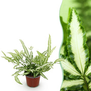 Pteris cretica Albolineata - Lintvaren - Huisdiervriendelijke Plant - Groen - 1 Plant - Pot 12cm - Hoogte 20cm