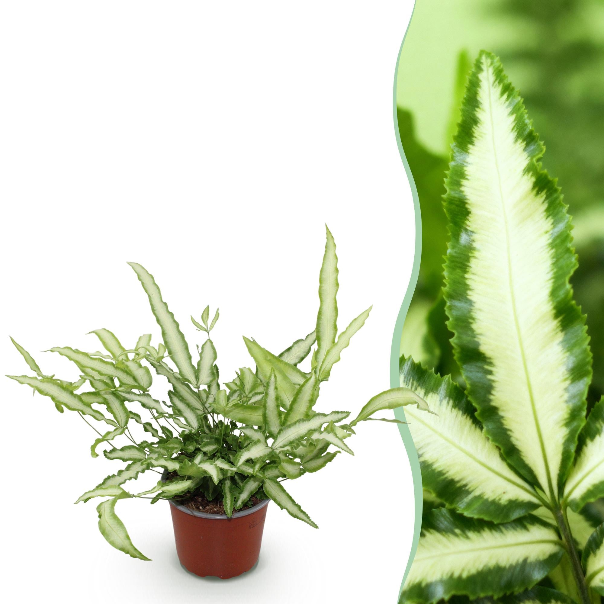 Pteris cretica Albolineata - Lintvaren - Huisdiervriendelijke Plant - Groen - 1 Plant - Pot 12cm - Hoogte 20cm