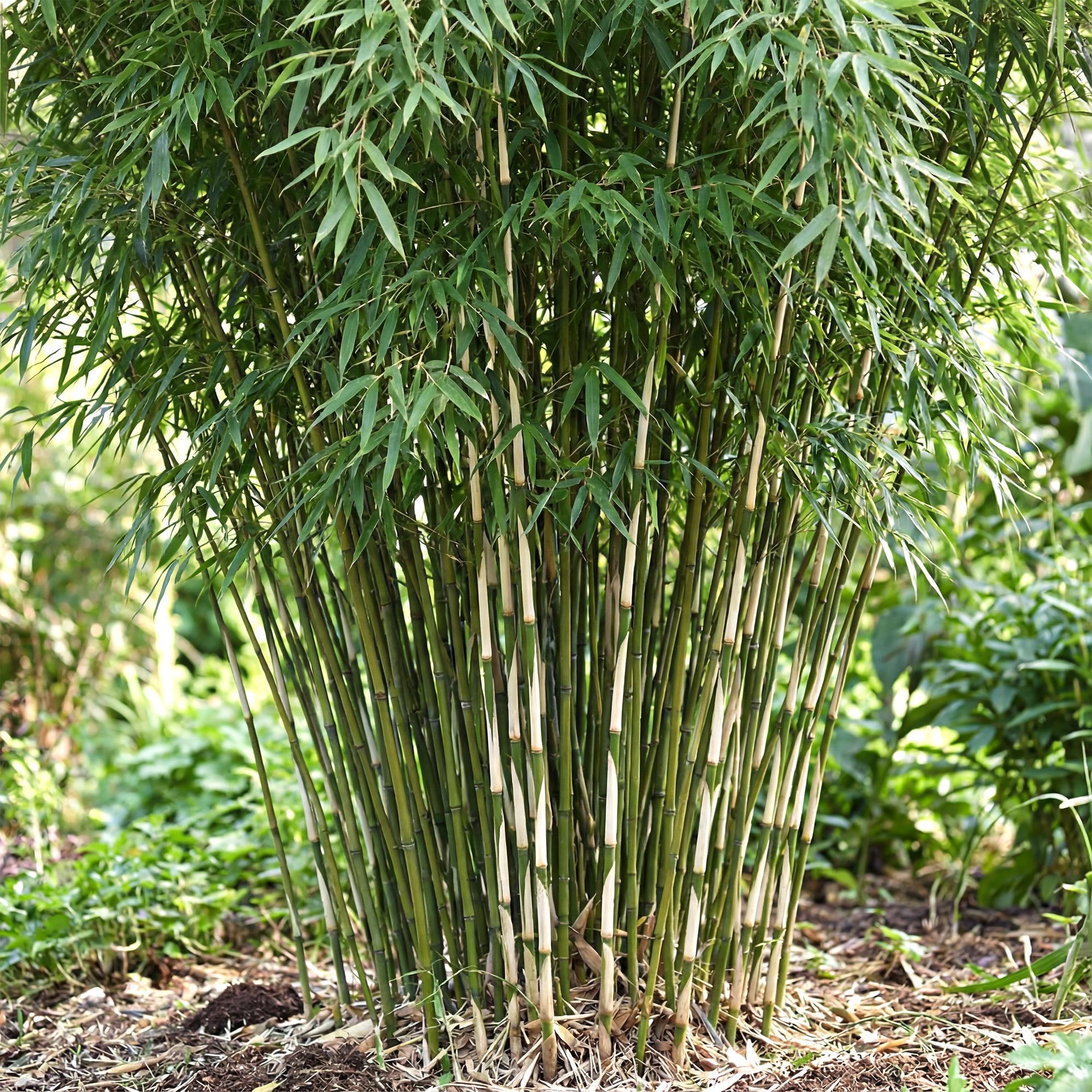 Fargesia robusta Pingwu - Niet Woekerende Bamboe - Bladhoudend - Groen - 2 Planten - Pot 23 cm - Hoogte 80 cm