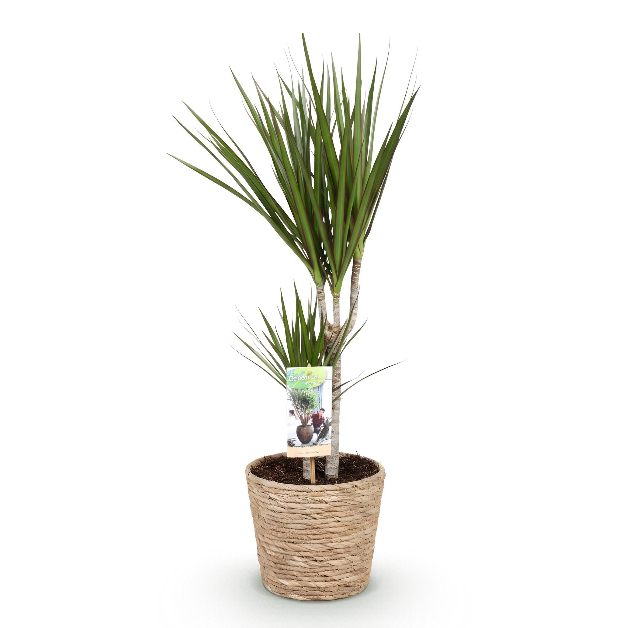 Dracaena Marginata - Drakenbloedboom - Weinig onderhoud - met mand - Groen - 1 Plant - Pot 17cm - Hoogte 70-80cm