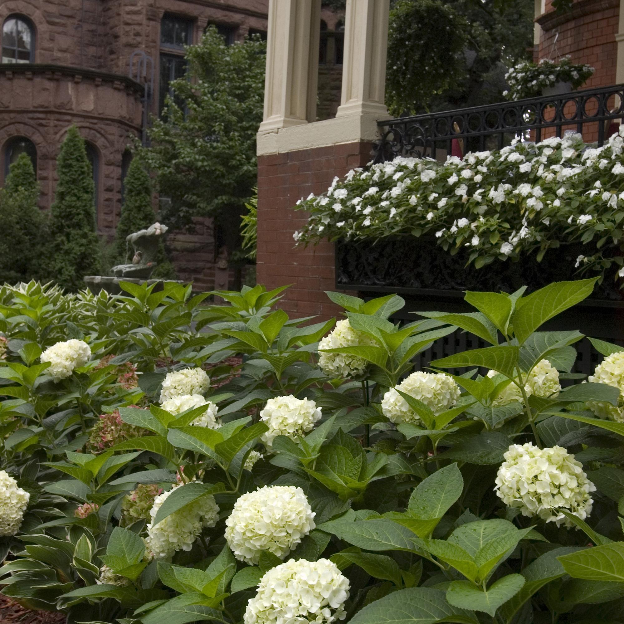 Hydrangea Endles Summer The Bride - Hortensia - Winterhard - Wit - 8 Planten - Pot 14cm -Hoogte 20-25cm