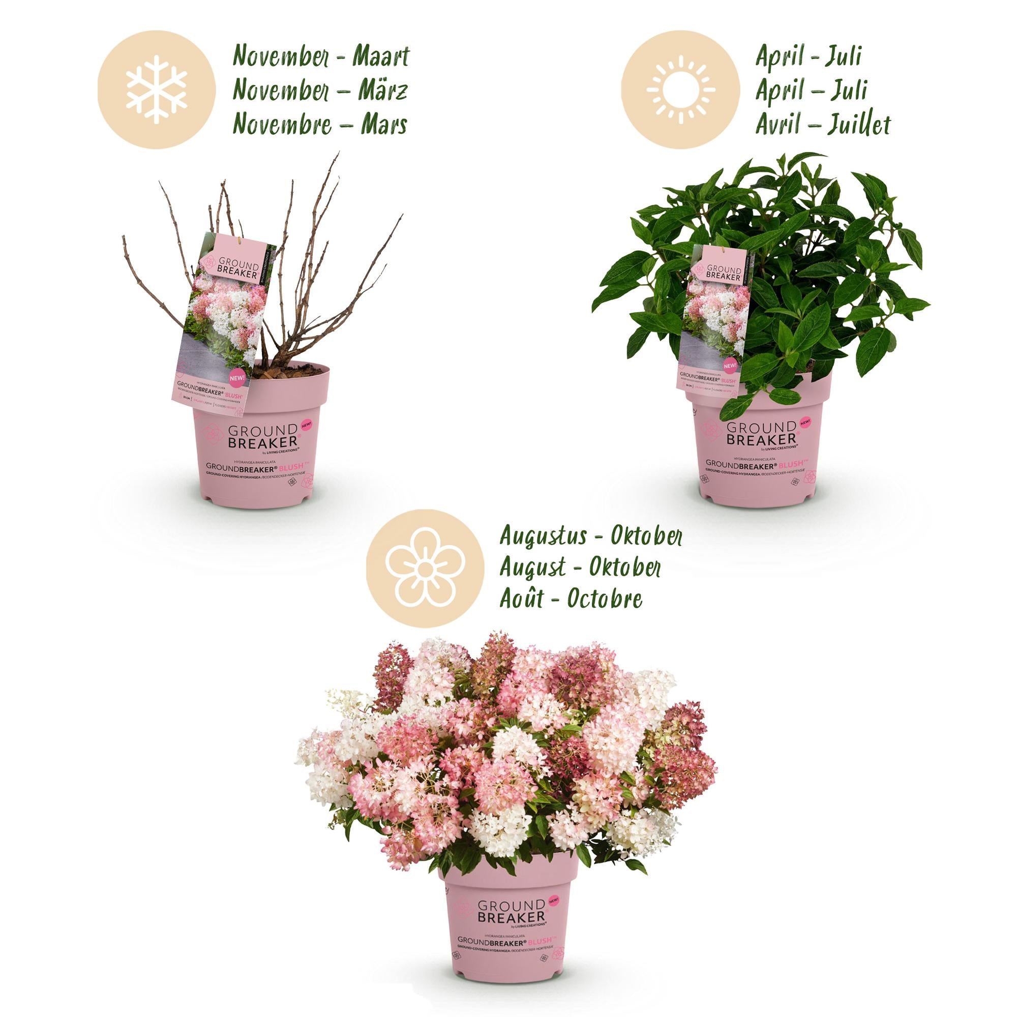Hydrangea panniculata Groundbreaker Blush - Pluimhortensia - Winterhard - Roze - 8 Planten - Pot 14cm -Hoogte 20-25cm