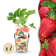 Aardbei - Fragaria Maxim - Winterhard - 3 Planten - Pot 9 cm - Rode Aardbei