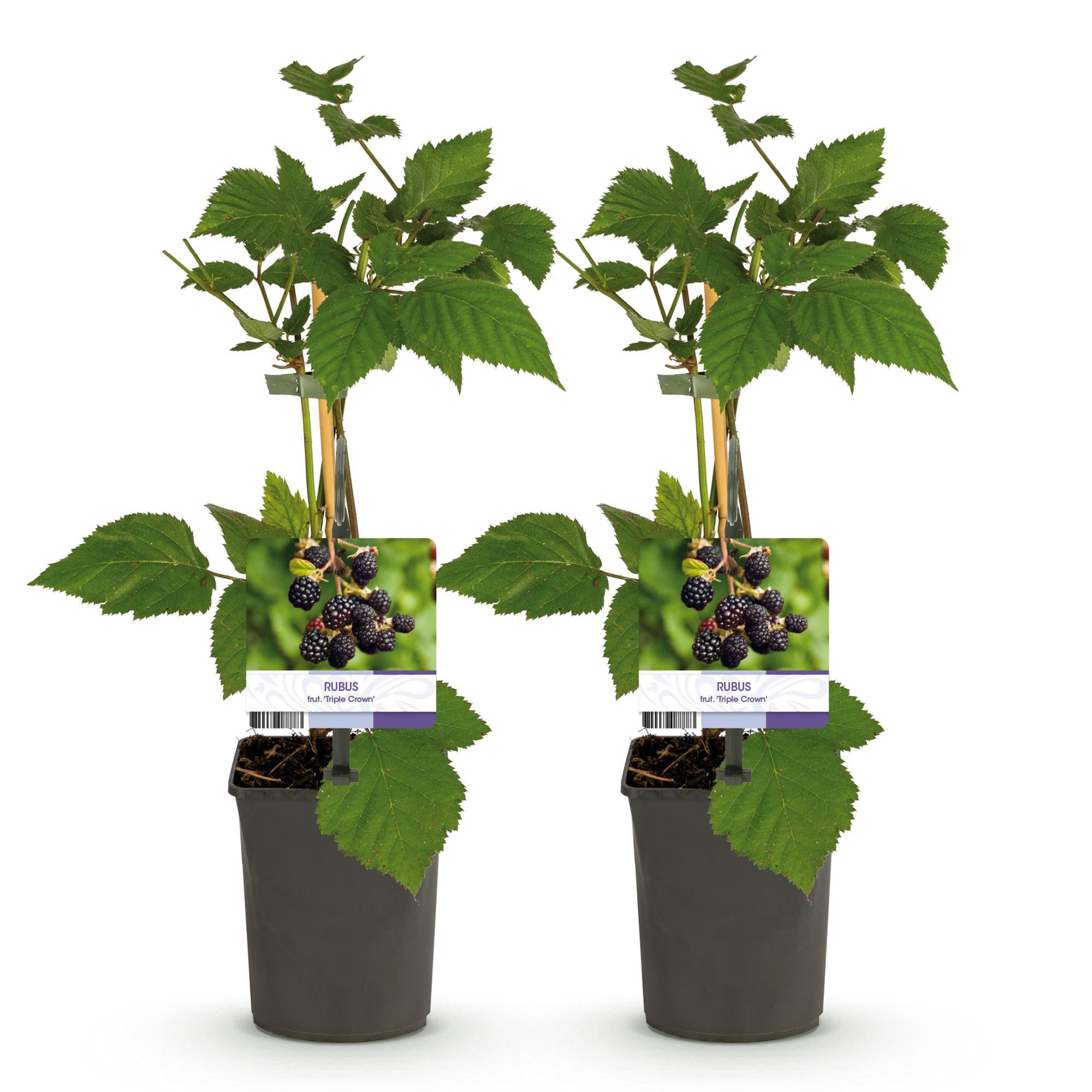 Green boutiQ - Pianta da frutto - Mora - Rubus fruticosus Triple Crown - Mora - Senza spine - 2 piante - Vaso 11 cm Altezza 40 cm