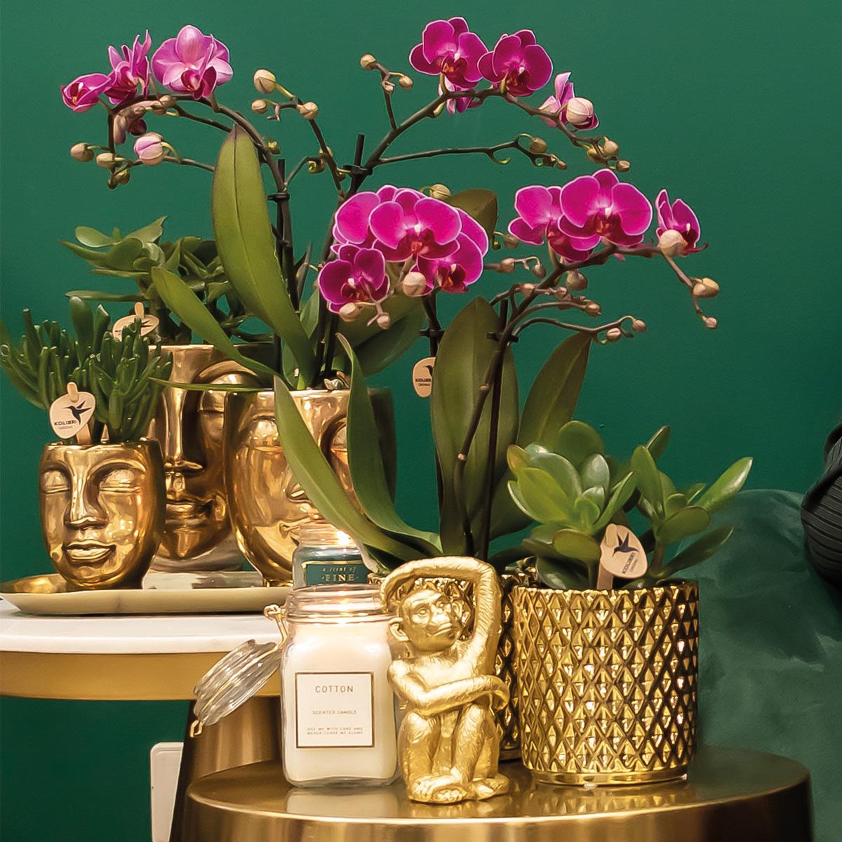 Orchidées Kolibri | Orchidée Phalaenopsis violette - Morelia + Pot décoratif Diamond doré - Diamètre du pot : 9 cm - Hauteur : 35 cm | Plante d'intérieur fleurie - Directement du producteur