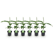 Bananen plant - Musa Basjoo - Winterhard - 6 planten - Pot 12cm Hoogte 30cm