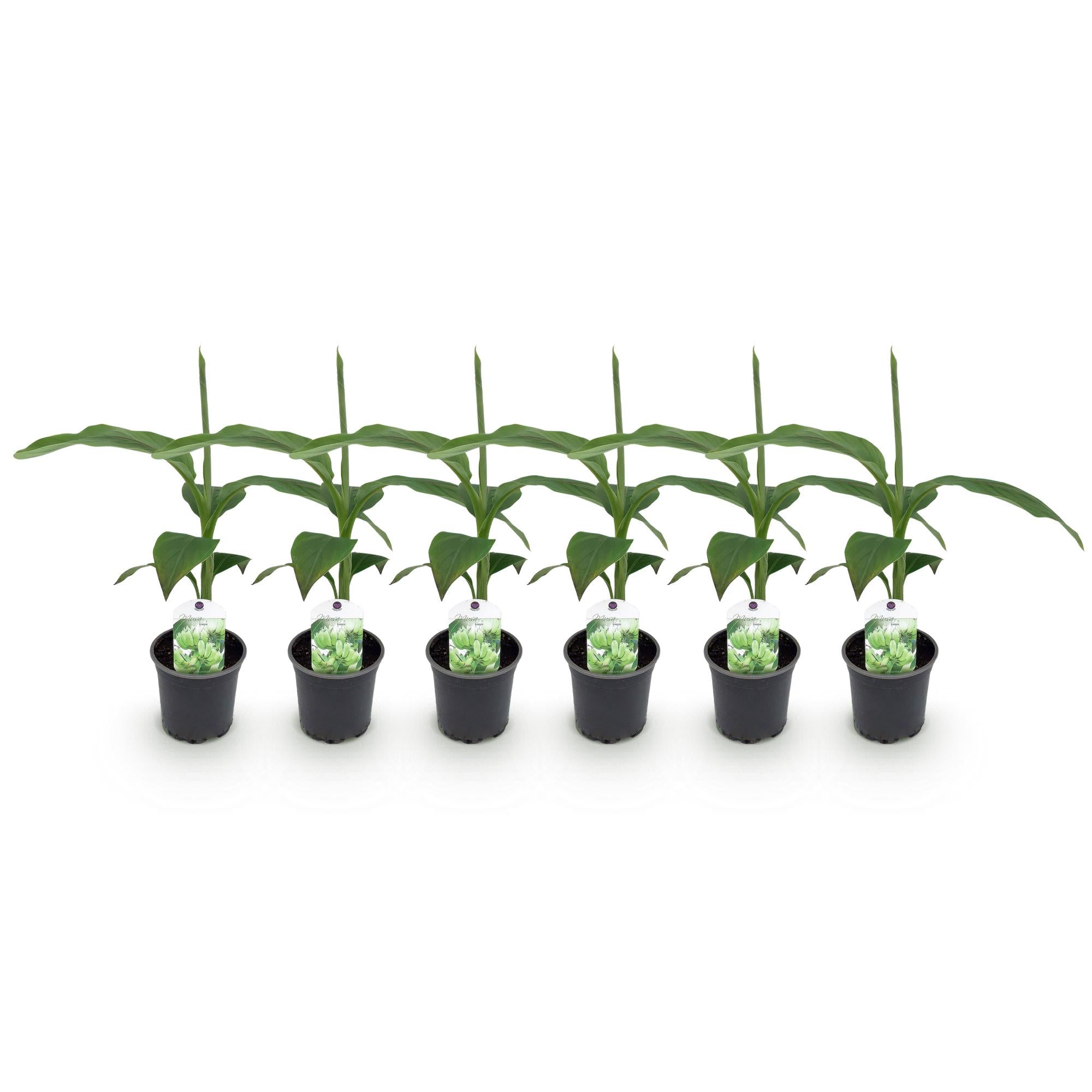Bananen plant - Musa Basjoo - Winterhard - 6 planten - Pot 12cm Hoogte 30cm